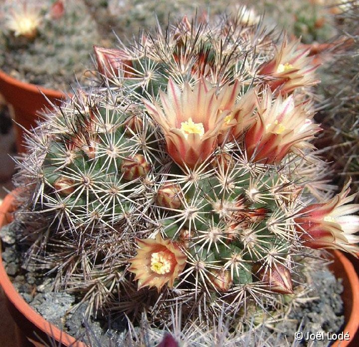 Mammillaria johnstonii v. guaymensis JLcoll.2776